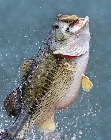 Bass Fish Images .